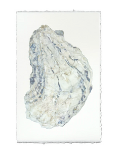 Oyster Study Framed Print